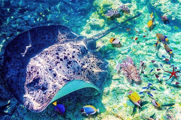    Во время дайвинга на Мальдивах туристы могут наблюдать гигантских скатов — мант. Фото: V_E / Shutterstock / Fotodom