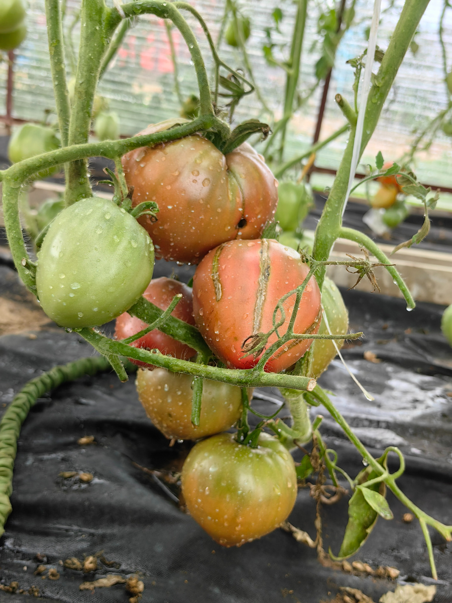 томат Сердце Линнея