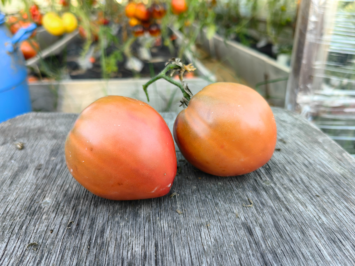 томат Сердце Линнея