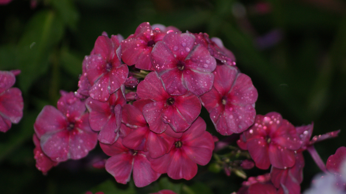 Флокс Иоганн Себастьян Бах