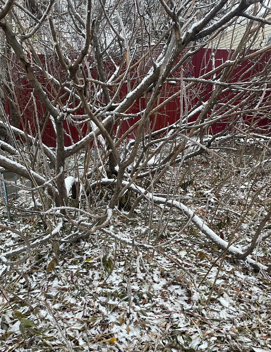 Начало зимы