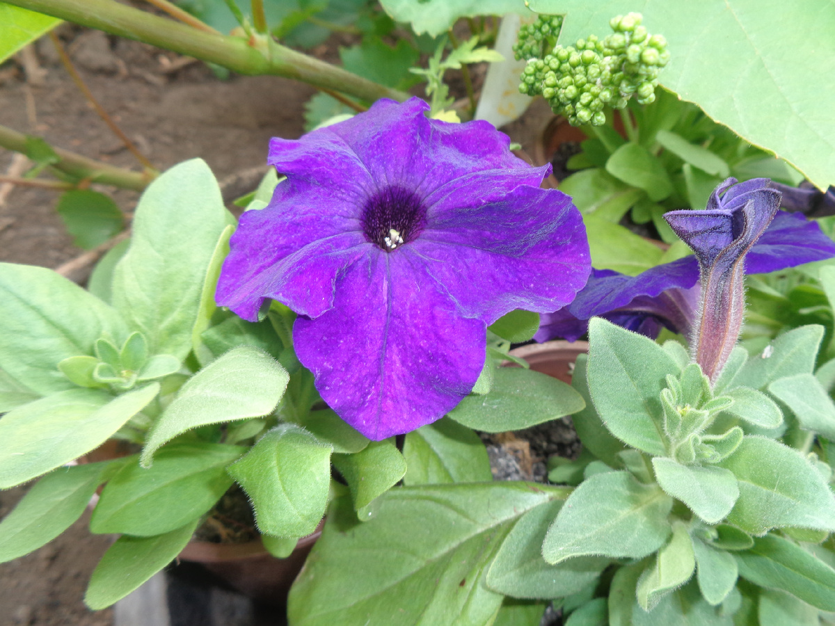 Черенкование петунии на зиму