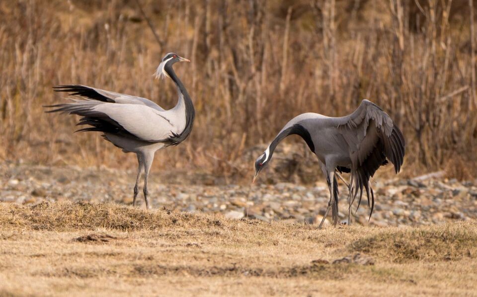    Горный Алтай. Источник: предоставлено "Толку"