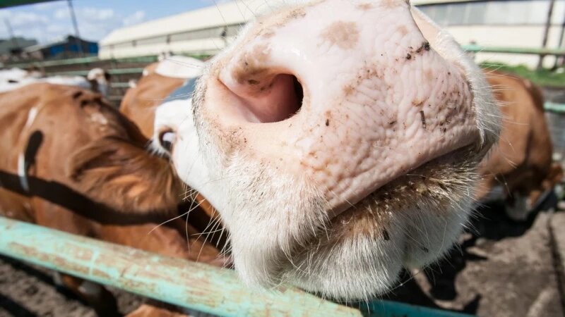     Коровы. Олег Богданов