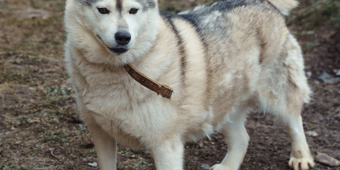 Время идёт, а Рондо всё ещё ждёт своего человека...