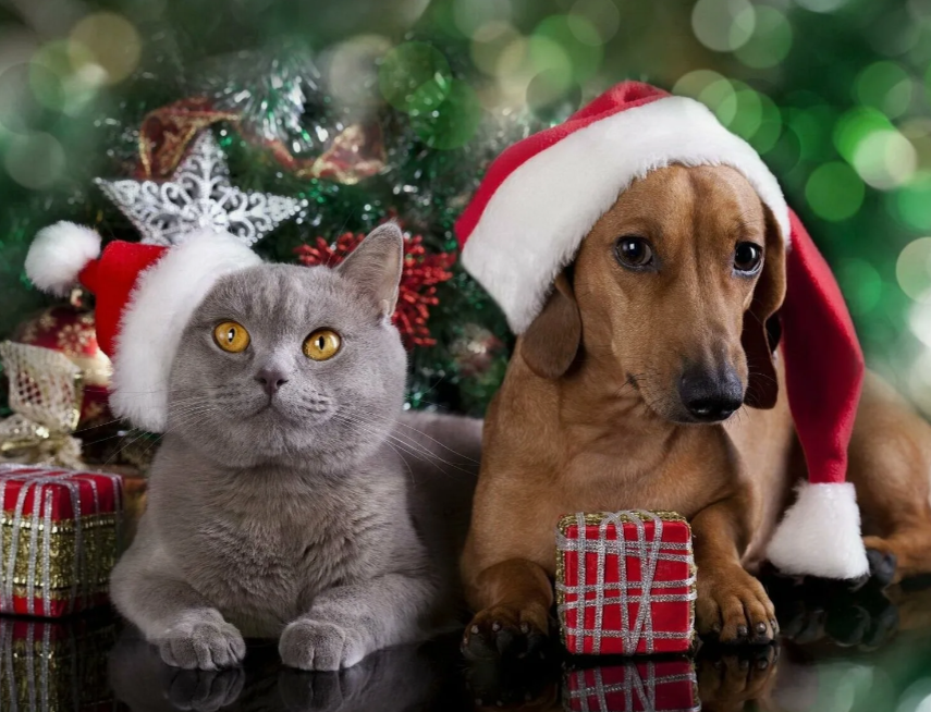 Они тоже мечтают о празднике...