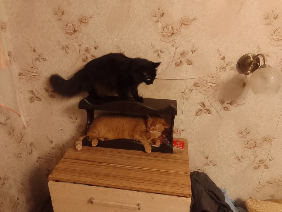 Главкот Аббат и главкошка Октава