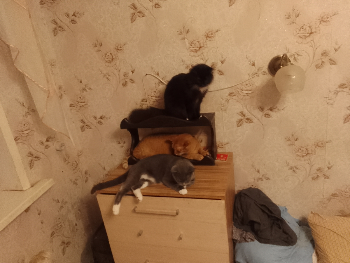 Пришла Мышуля 