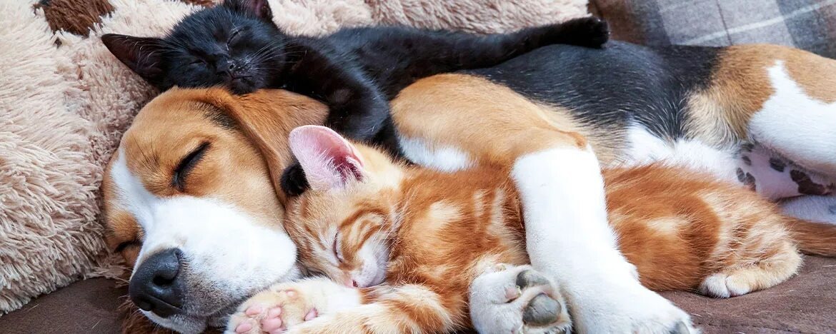 Яндекс Открытый источник 