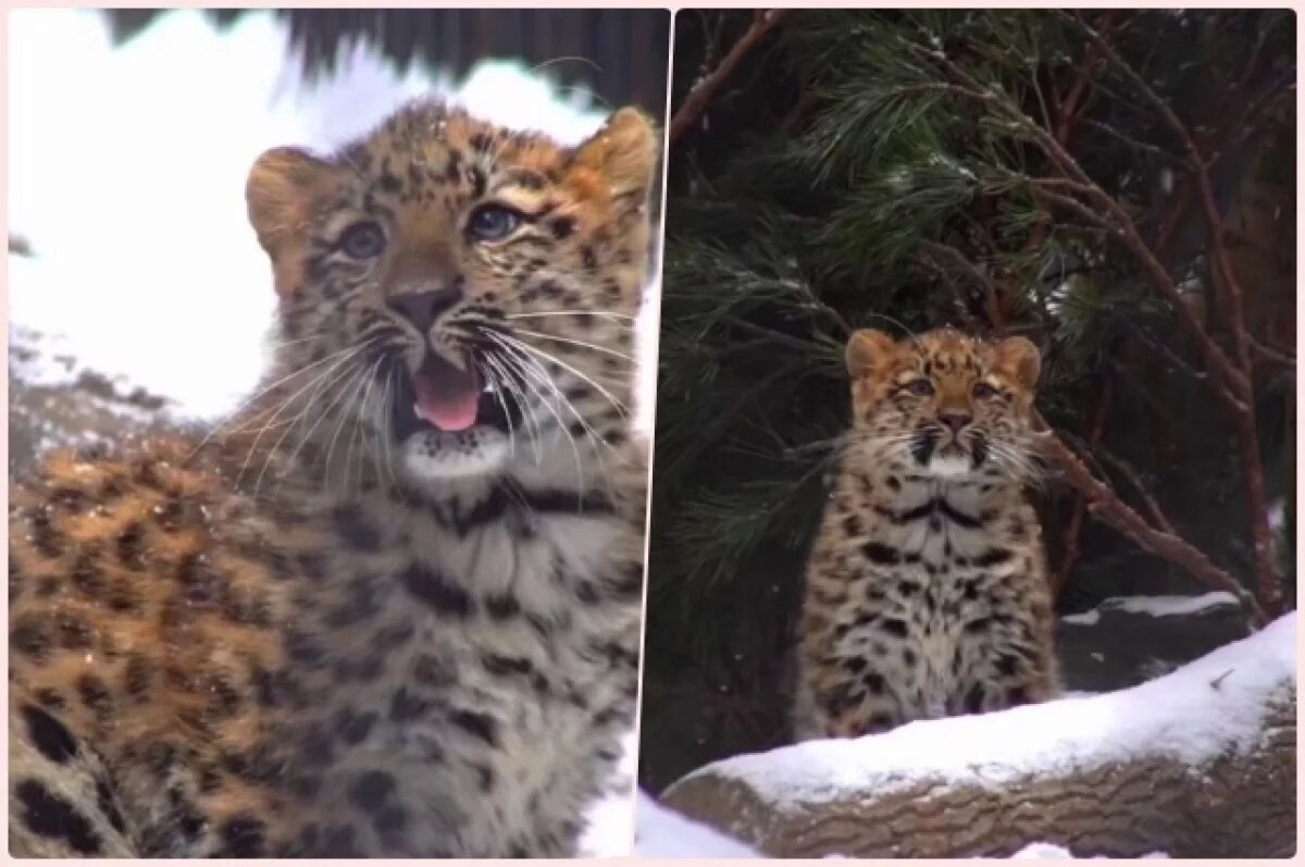    Котёнок леопардов Хлоя поздравила новосибирцев с началом зимы