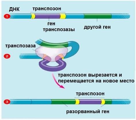 ДНК-транспозон: схема устройства