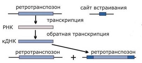Ретротранспозон: схема устройства