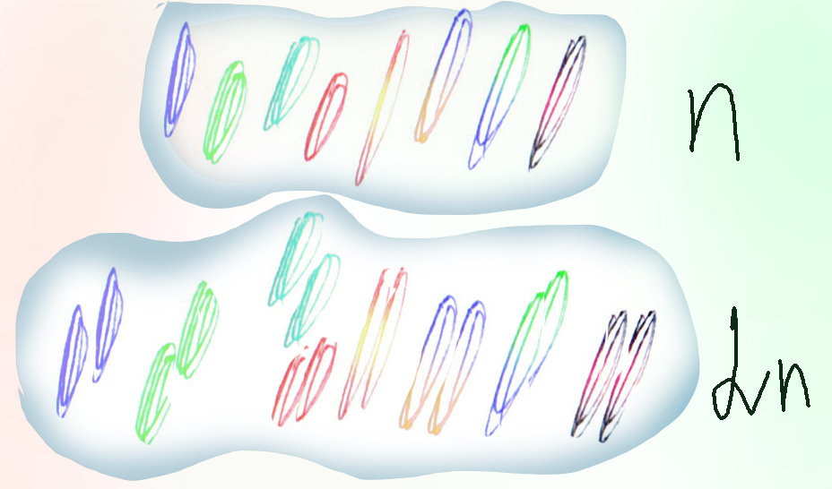 У диплоида два одинаковых набора хромосом