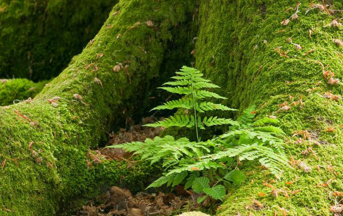 Картинка из Сети. Ну, сравните - гаплоидный мох и диплоидный папоротнк!