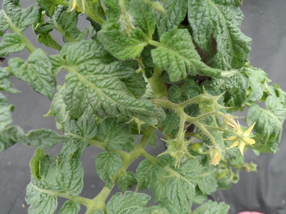 Томат селекции Алпатьева. Сорт "Алпатьева Штамбовый".