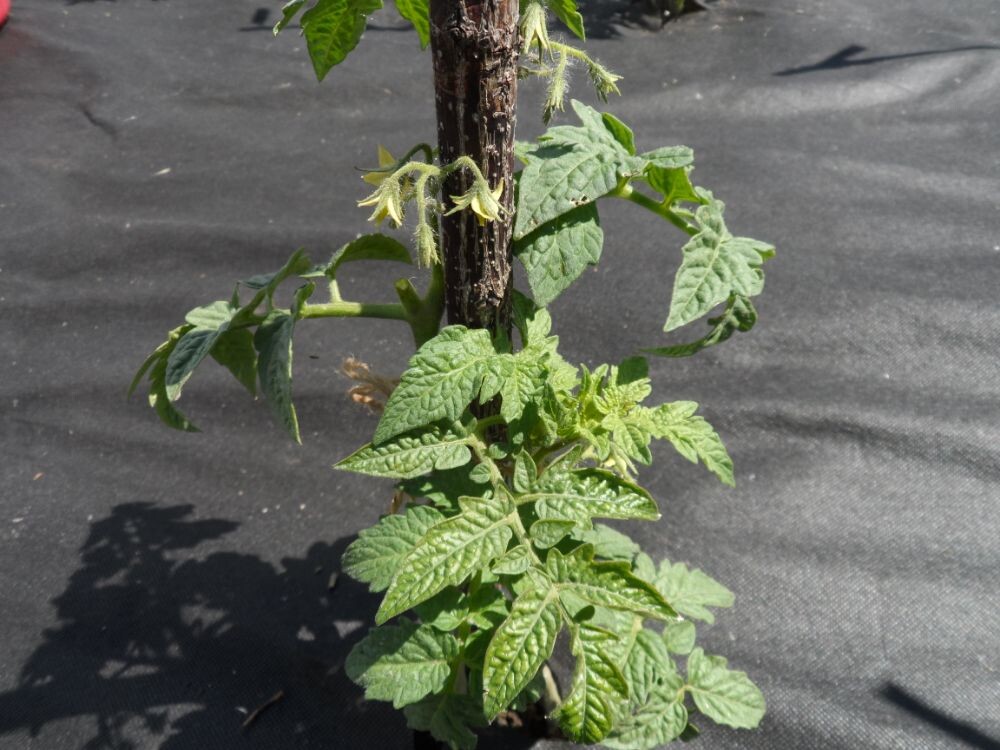 Сорт "Алпатьева Штамбовый".