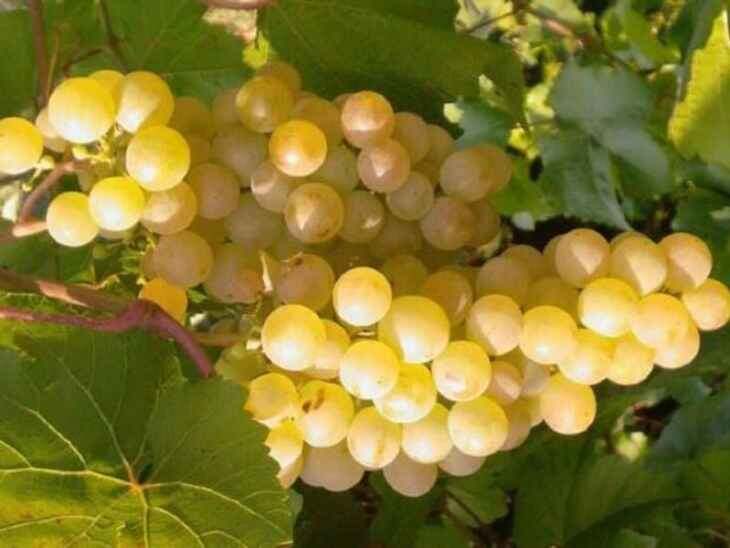      Виноград Бианка фото и описание