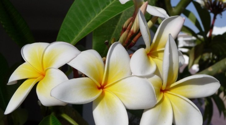      Цветущий фикус