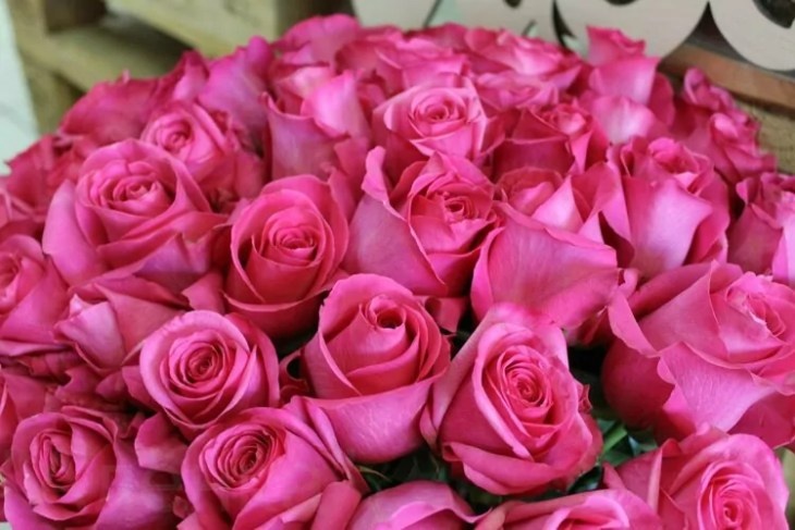      Роза Пинк флойд фото