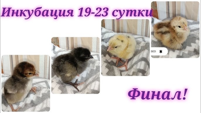      Инкубация куриных яиц