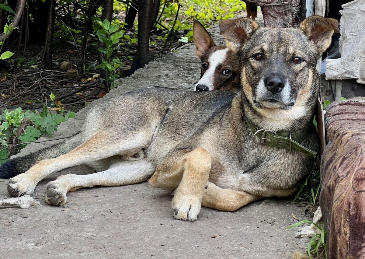 Цезарь и Оскар 