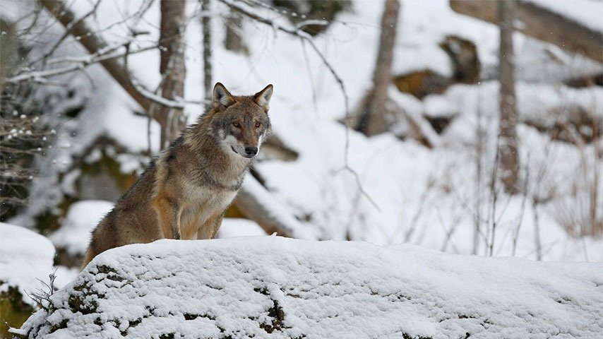     ru.freepik.com. Охота Сибири