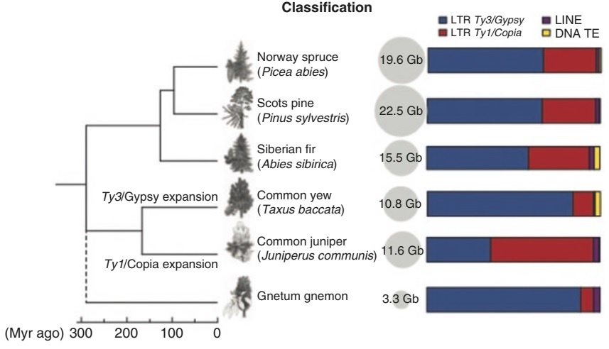 Структура генома у разных хвойных