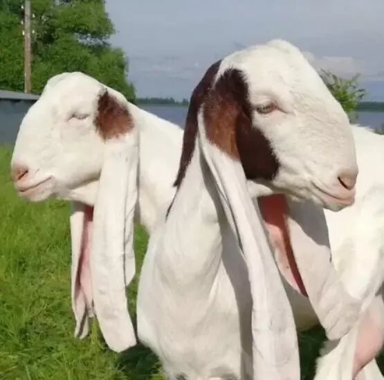     Источник: Авито