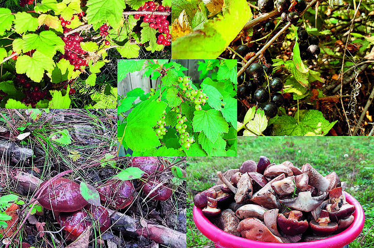   Василий Кононов