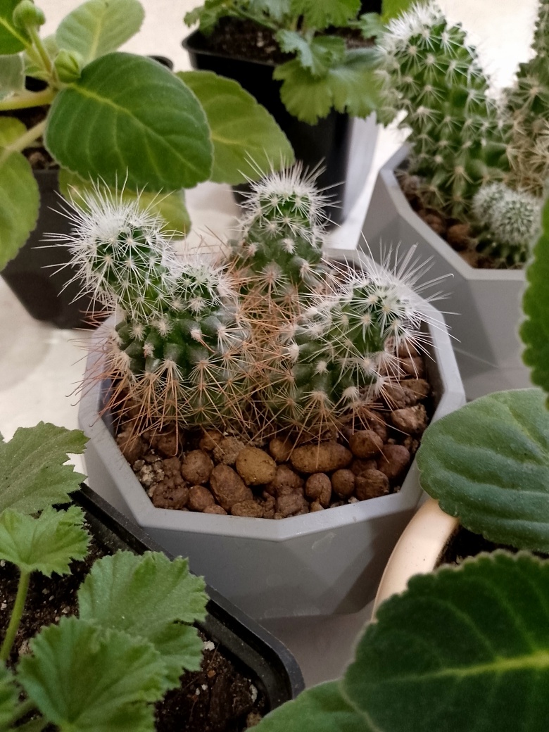 Кактусята превратились в сосиски, от избытка влаги. Полив урегулировала, а сосиски остались