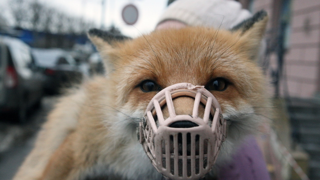    Zamir Usmanov/Global Look Press