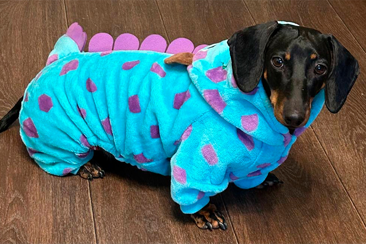    С собакой мы были постоянно: путешествовали, ездили на родину в Балтийск, а 25 ноября этого года ей исполнилось пять лет.   
Фото: Мария Новикевич