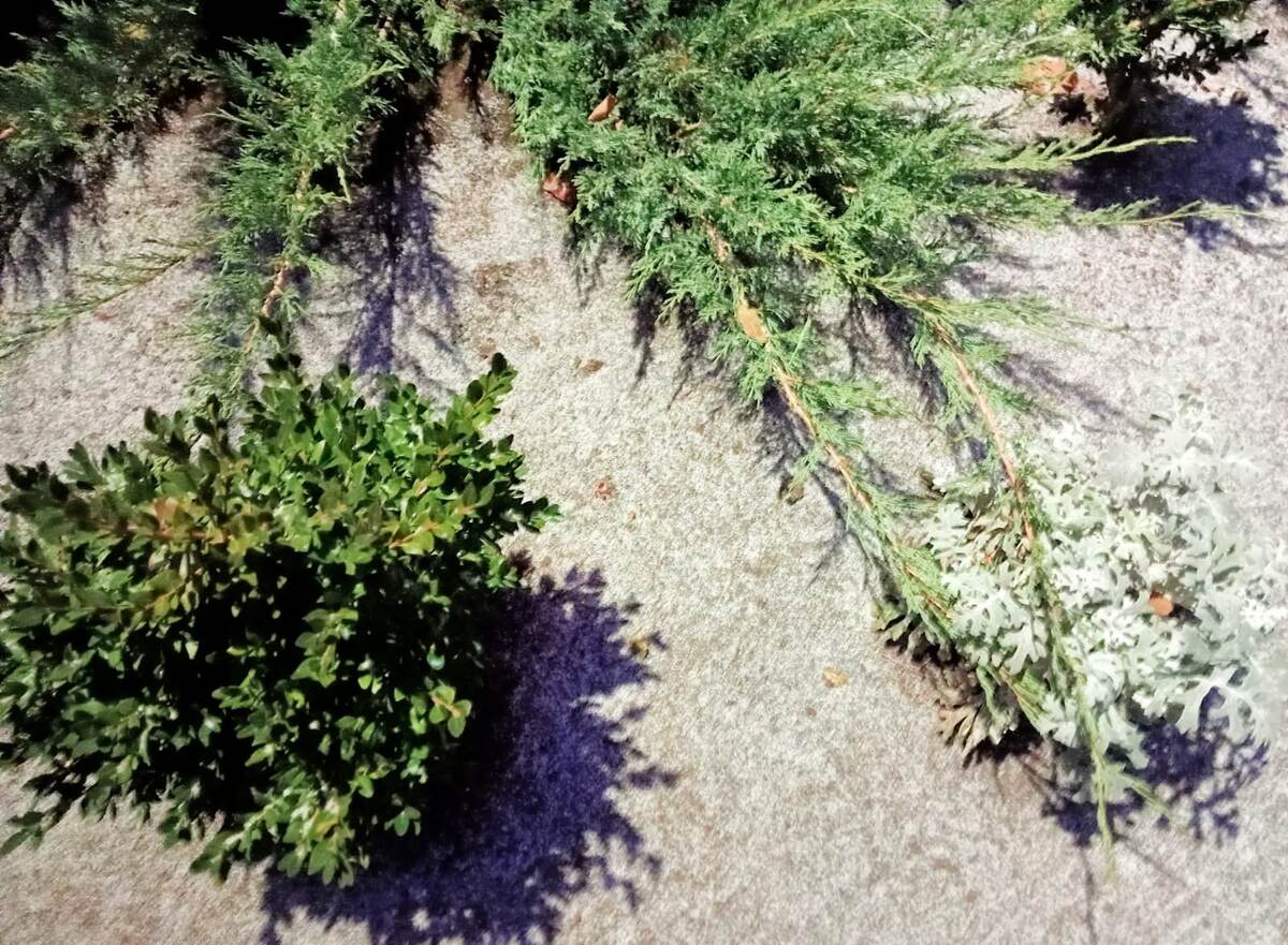 Снег) в Ростовской области.