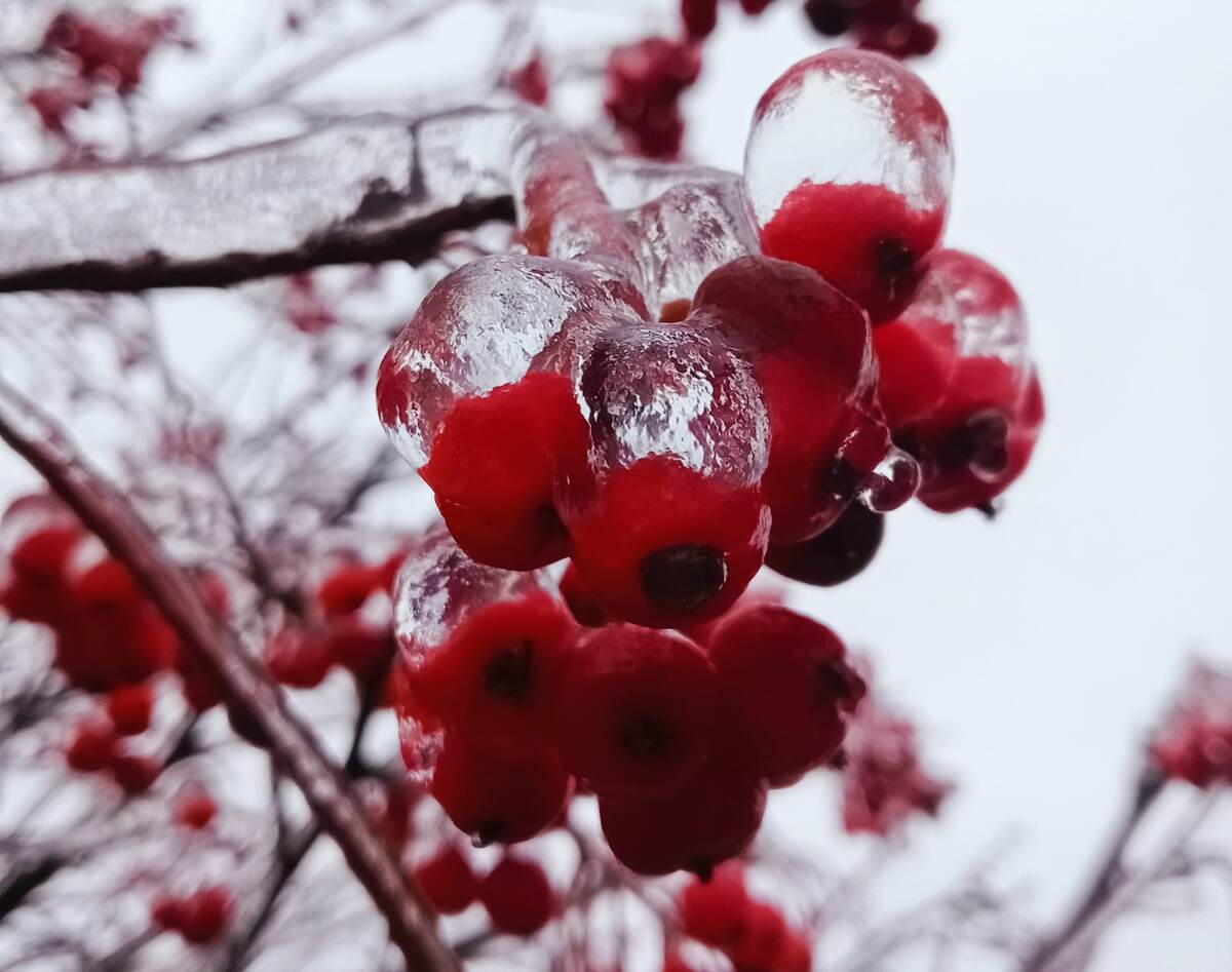 Фото автора. Зима 2023-24.