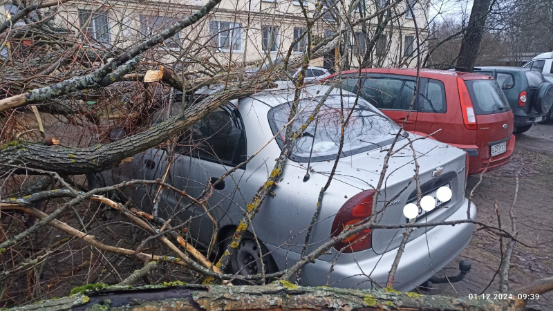    Дерево упало на автомобиль в ОлонцеЧтобы лучше было жить
