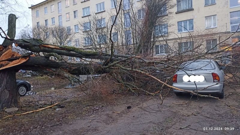    Дерево упало на автомобиль в ОлонцеЧтобы лучше было жить