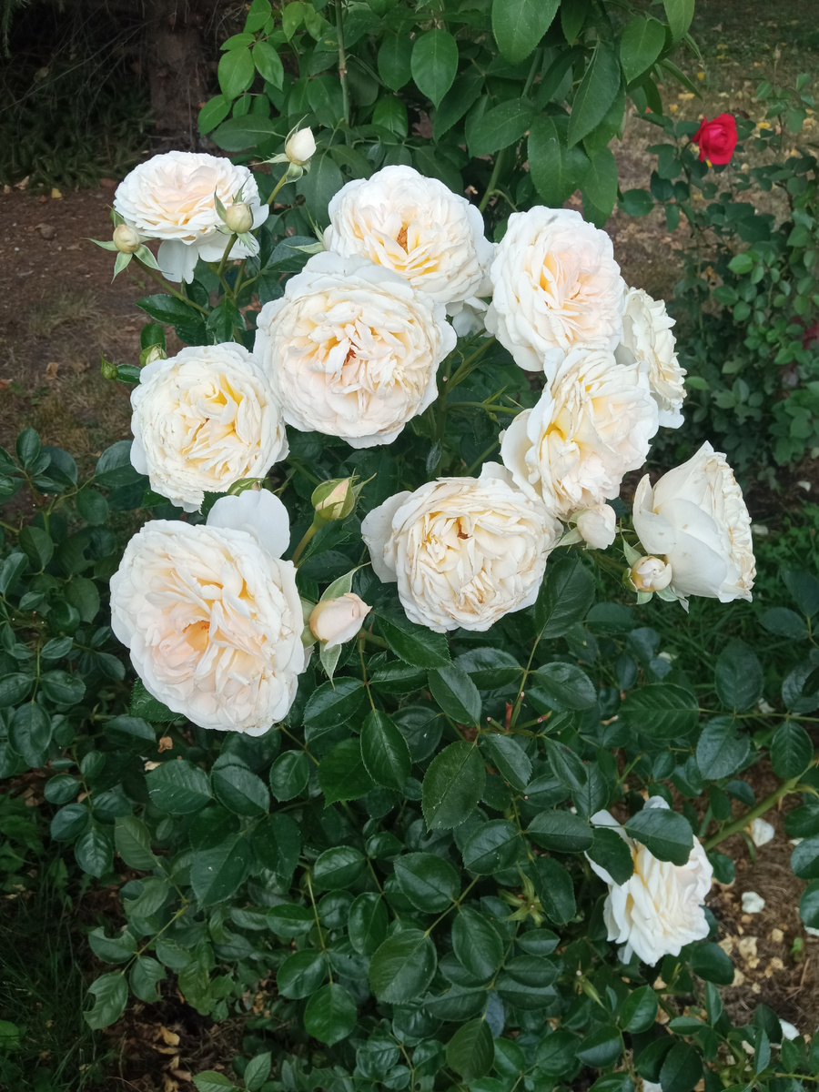 Крем Абуданс фото личное  