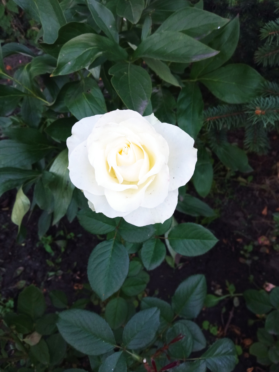 Пьер Ардити фото личное