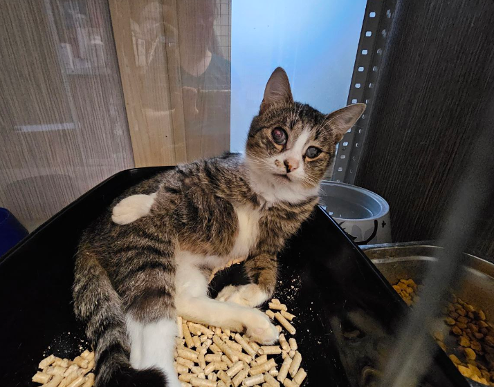 Арашик в своем лотке отдыхает