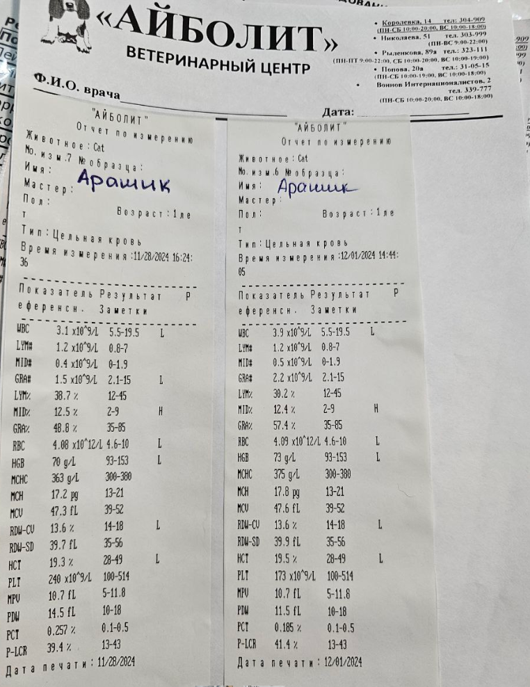 Анализ Арашика