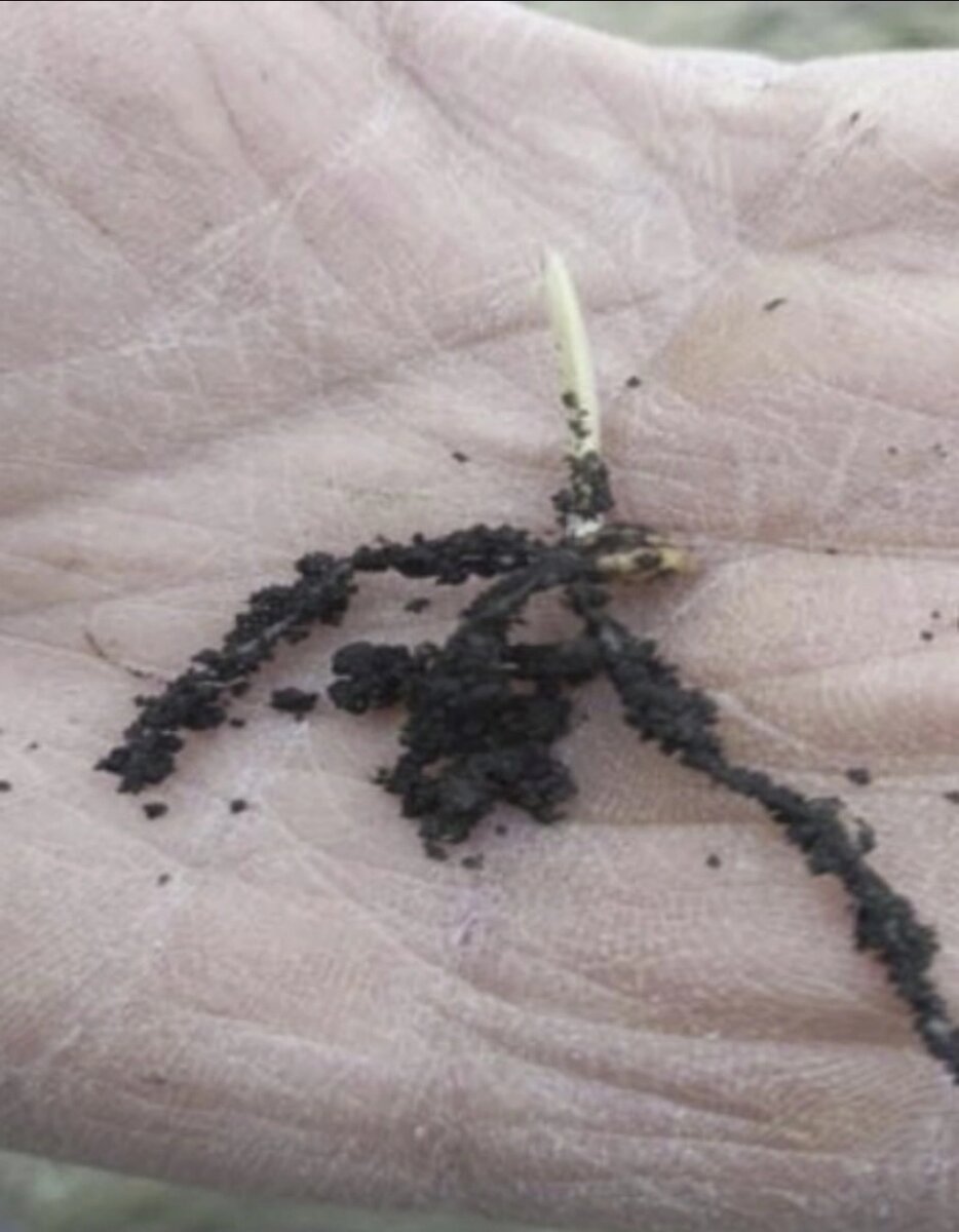    Так выглядели всходы озимых к середине ноября. Фото: Из личного архивa/ Владимир Гармашов