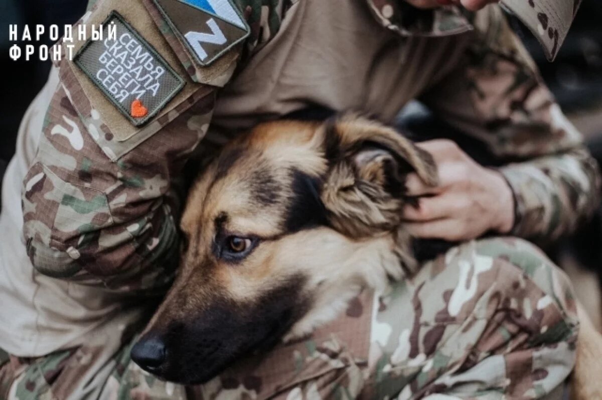    Волонтеры в Башкирии помогли бойцу привезти собаку из зоны СВО