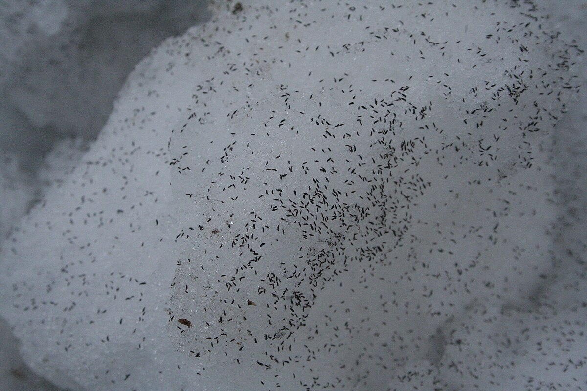 Совет тот же: есть прыгающий снег не надо!