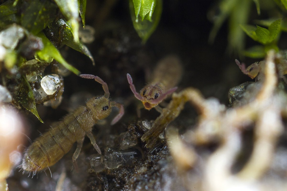 – Мы, насекомые, должны держаться вместе! – Братан, твоя информация устарела, мы теперь не насекомые!