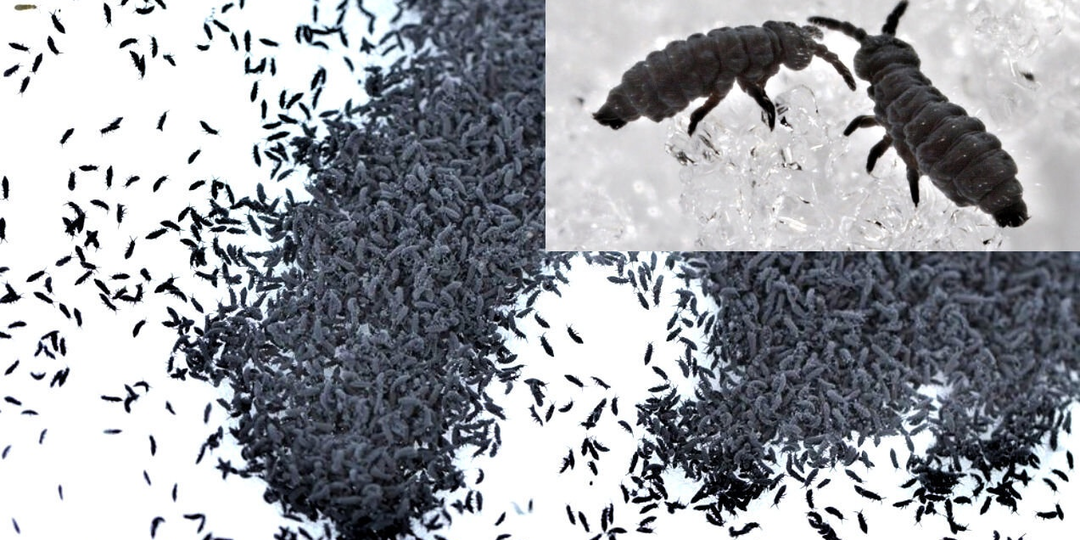 Ногохвостки: Они живут прямо в снегу! Как реагировать, если встретили «прыгающий снег»?