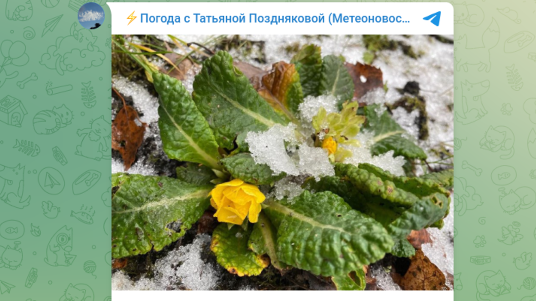    фото: тг-канал татьяны поздняковой.