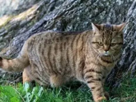 У всех ли кошек есть курдюк. Как по нему определить лишний вес животного