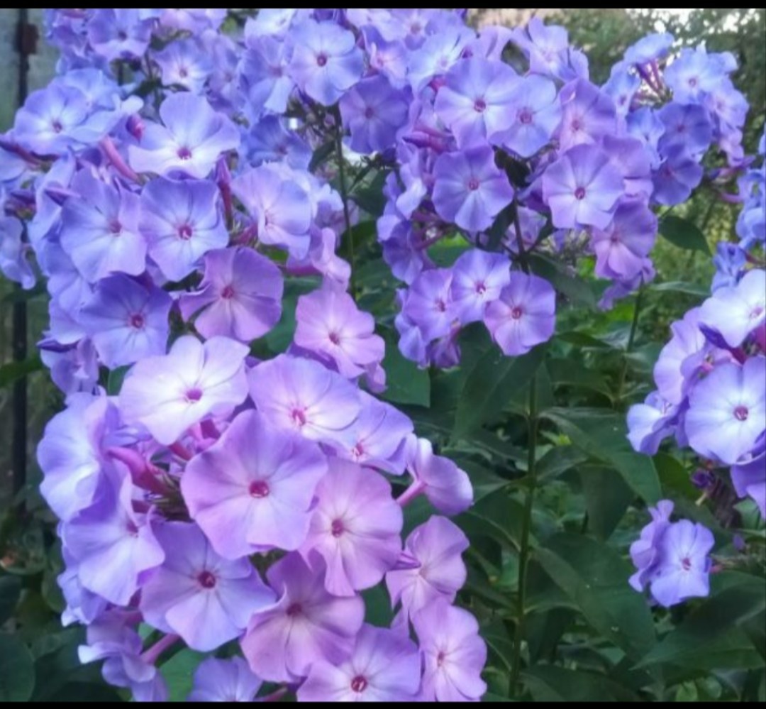 2023, июль, вечер