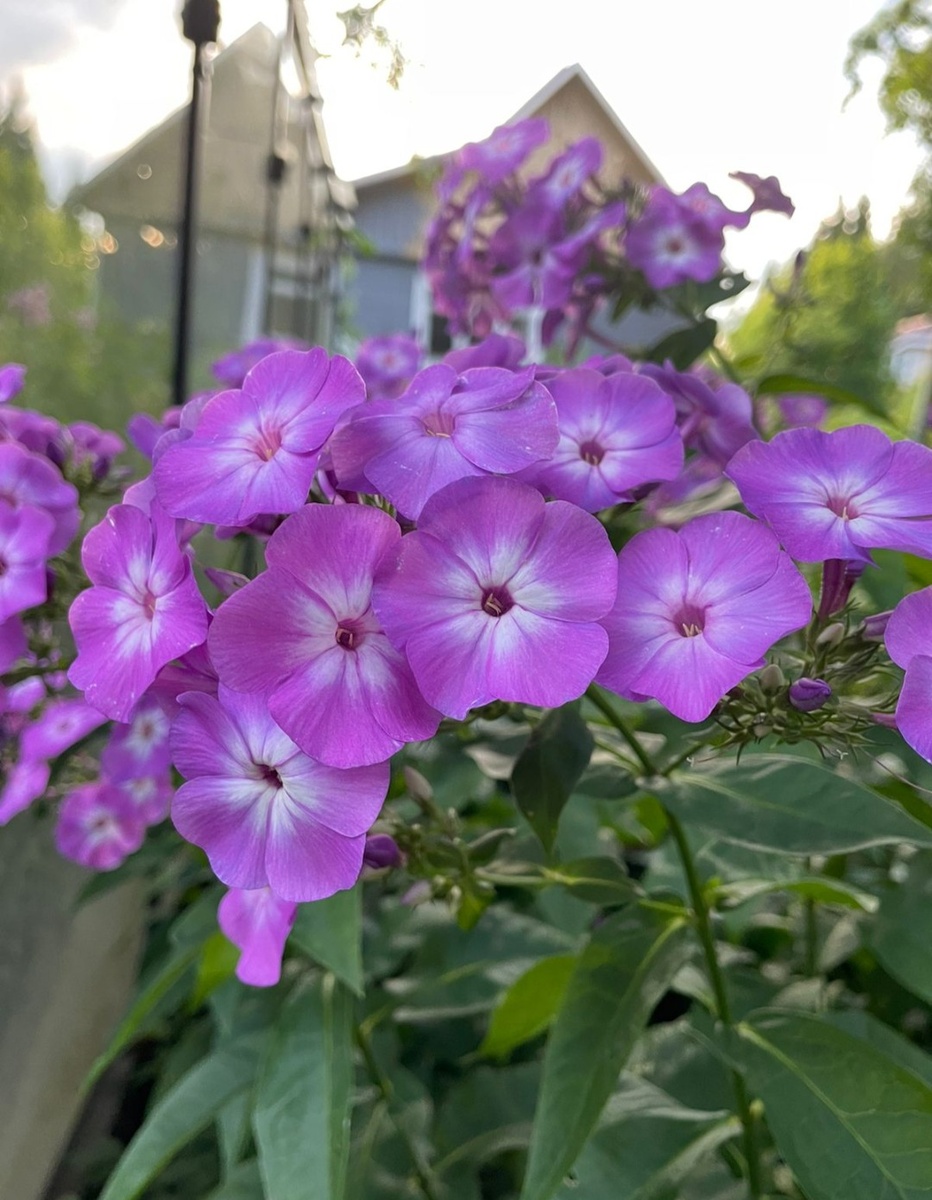 2024, июль, вечер