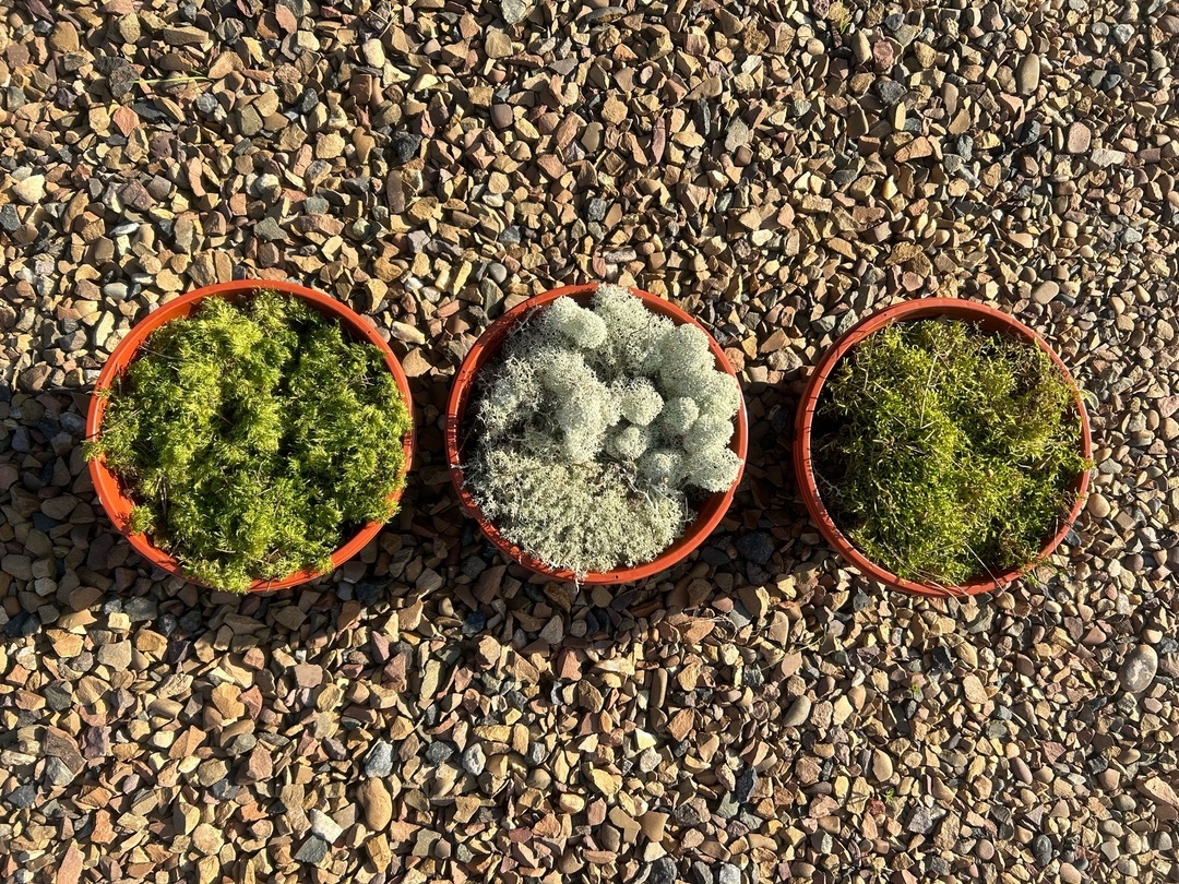 На новый сезон запасено три вида очень красивого мха